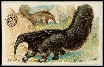 58 Great Ant Eater